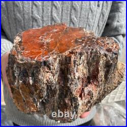 15.7lb Rare Natural petrified wood rough Wood fossil mineral specimen healing 15.7lb Rare Natural petrified wood rough Wood fossil mineral specimen healing