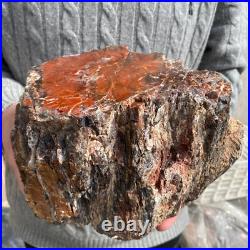 15.7lb Rare Natural petrified wood rough Wood fossil mineral specimen healing