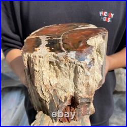 15.7lb Rare Natural petrified wood rough Wood fossil mineral specimen healing 15.7lb Rare Natural petrified wood rough Wood fossil mineral specimen healing