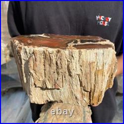 15.7lb Rare Natural petrified wood rough Wood fossil mineral specimen healing 15.7lb Rare Natural petrified wood rough Wood fossil mineral specimen healing