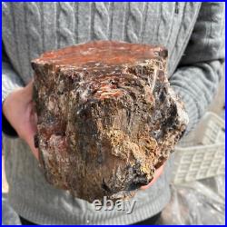 15.7lb Rare Natural petrified wood rough Wood fossil mineral specimen healing