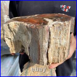 15.7lb Rare Natural petrified wood rough Wood fossil mineral specimen healing 15.7lb Rare Natural petrified wood rough Wood fossil mineral specimen healing