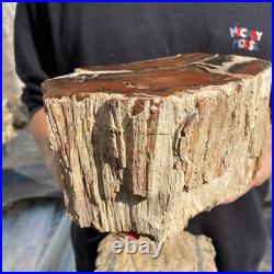 15.7lb Rare Natural petrified wood rough Wood fossil mineral specimen healing 15.7lb Rare Natural petrified wood rough Wood fossil mineral specimen healing