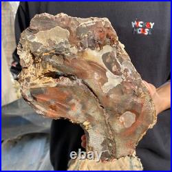 15.7lb Rare Natural petrified wood rough Wood fossil mineral specimen healing 15.7lb Rare Natural petrified wood rough Wood fossil mineral specimen healing