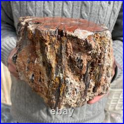 15.7lb Rare Natural petrified wood rough Wood fossil mineral specimen healing
