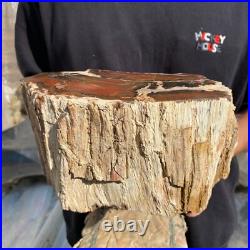 15.7lb Rare Natural petrified wood rough Wood fossil mineral specimen healing 15.7lb Rare Natural petrified wood rough Wood fossil mineral specimen healing