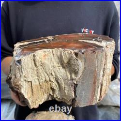 15.7lb Rare Natural petrified wood rough Wood fossil mineral specimen healing 15.7lb Rare Natural petrified wood rough Wood fossil mineral specimen healing