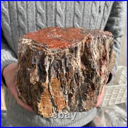 15.7lb Rare Natural petrified wood rough Wood fossil mineral specimen healing