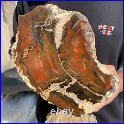 15.7lb Rare Natural petrified wood rough Wood fossil mineral specimen healing 15.7lb Rare Natural petrified wood rough Wood fossil mineral specimen healing