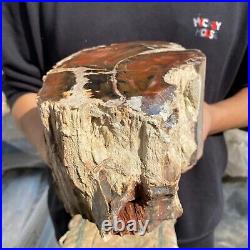 15.7lb Rare Natural petrified wood rough Wood fossil mineral specimen healing 15.7lb Rare Natural petrified wood rough Wood fossil mineral specimen healing