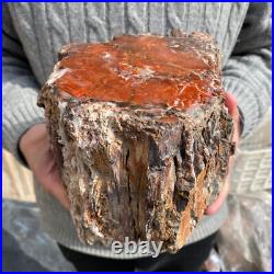 15.7lb Rare Natural petrified wood rough Wood fossil mineral specimen healing