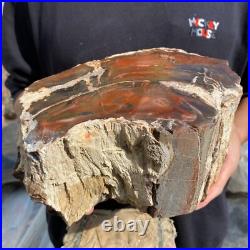 15.7lb Rare Natural petrified wood rough Wood fossil mineral specimen healing 15.7lb Rare Natural petrified wood rough Wood fossil mineral specimen healing