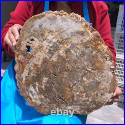 15.84LB Natural Petrified Wood Crystal Fossil Slice Shape Specimen Healing