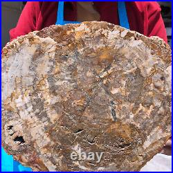 15.84LB Natural Petrified Wood Crystal Fossil Slice Shape Specimen Healing