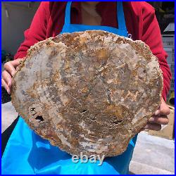 15.84LB Natural Petrified Wood Crystal Fossil Slice Shape Specimen Healing