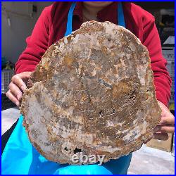 15.84LB Natural Petrified Wood Crystal Fossil Slice Shape Specimen Healing