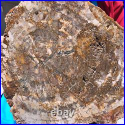 15.84LB Natural Petrified Wood Crystal Fossil Slice Shape Specimen Healing