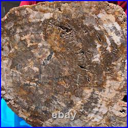 15.84LB Natural Petrified Wood Crystal Fossil Slice Shape Specimen Healing