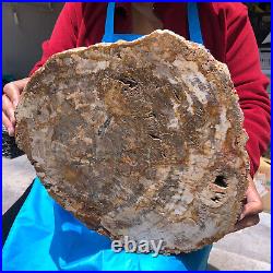 15.84LB Natural Petrified Wood Crystal Fossil Slice Shape Specimen Healing