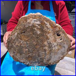 15.84LB Natural Petrified Wood Crystal Fossil Slice Shape Specimen Healing