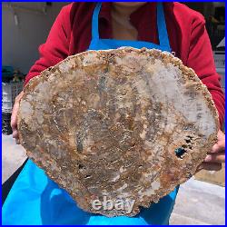 15.84LB Natural Petrified Wood Crystal Fossil Slice Shape Specimen Healing