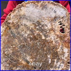 15.84LB Natural Petrified Wood Crystal Fossil Slice Shape Specimen Healing