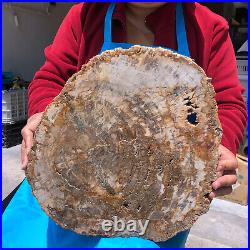 15.84LB Natural Petrified Wood Crystal Fossil Slice Shape Specimen Healing