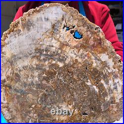 15.84LB Natural Petrified Wood Crystal Fossil Slice Shape Specimen Healing