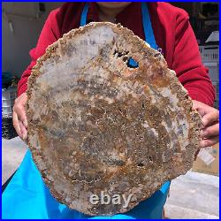 15.84LB Natural Petrified Wood Crystal Fossil Slice Shape Specimen Healing