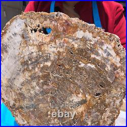 15.84LB Natural Petrified Wood Crystal Fossil Slice Shape Specimen Healing