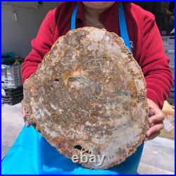 15.84LB Natural Petrified Wood Fossil Crystal Polished Slice- Madagascar 15.84LB Natural Petrified Wood Fossil Crystal Polished Slice- Madagascar