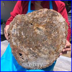 15.84LB Natural Petrified Wood Fossil Crystal Polished Slice- Madagascar