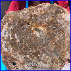 15.84LB Natural Petrified Wood Fossil Crystal Polished Slice- Madagascar 15.84LB Natural Petrified Wood Fossil Crystal Polished Slice- Madagascar