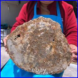 15.84LB Natural Petrified Wood Fossil Crystal Polished Slice- Madagascar