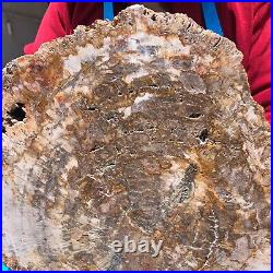 15.84LB Natural Petrified Wood Fossil Crystal Polished Slice- Madagascar