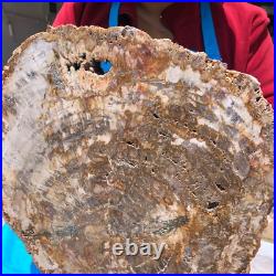 15.84LB Natural Petrified Wood Fossil Crystal Polished Slice- Madagascar 15.84LB Natural Petrified Wood Fossil Crystal Polished Slice- Madagascar