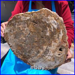 15.84LB Natural Petrified Wood Fossil Crystal Polished Slice- Madagascar 15.84LB Natural Petrified Wood Fossil Crystal Polished Slice- Madagascar