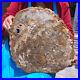 15_84LB_Natural_Petrified_Wood_Slab_Fossilized_Wood_Slice_Crystal_Gem_Specimen_01_or