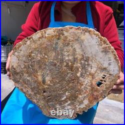 15.84LB Natural Petrified Wood Slice Real Authentic Piece History Fossil 1122