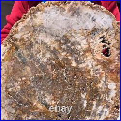 15.84LB Natural Petrified Wood Slice Real Authentic Piece History Fossil 1122