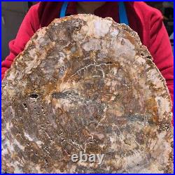 15.84LB Natural Petrified Wood Slice Real Authentic Piece History Fossil 1122