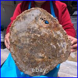 15.84LB Natural Petrified Wood Slice Real Authentic Piece History Fossil 1122