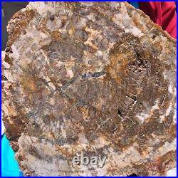 15.84LB Natural Petrified Wood Slice Real Authentic Piece History Fossil 661 15.84LB Natural Petrified Wood Slice Real Authentic Piece History Fossil 661
