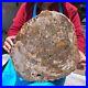 15_84LB_Natural_petrified_wood_fossil_crystal_polished_slice_Madagascar_1122_01_xed