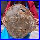 15_84LB_Natural_petrified_wood_fossil_crystal_polished_slice_Madagascar_1122_01_yt