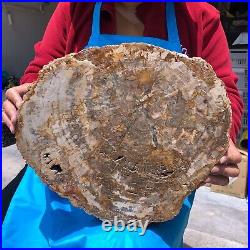 15.84LB Natural petrified wood fossil crystal polished slice Madagascar 1122