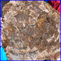 15.84LB Natural petrified wood fossil crystal polished slice Madagascar 1122