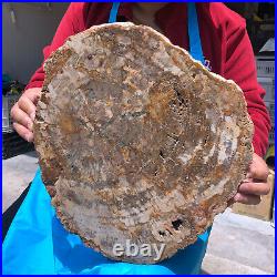 15.84lb Natural Petrified Wood Fossil Crystal Polished Slice