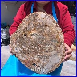 15.84lb Natural Petrified Wood Fossil Crystal Polished Slice