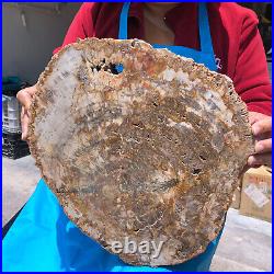 15.84lb Natural Petrified Wood Fossil Crystal Polished Slice